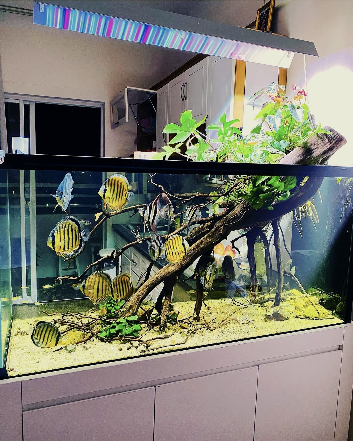An earlier tank with golden discus and a large diagonal piece of driftwood