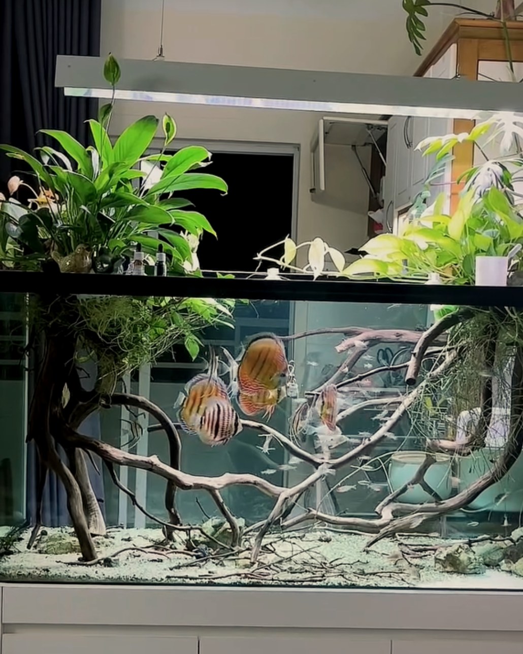 An earlier wild discus aquarium with fine branches and foliage above the water